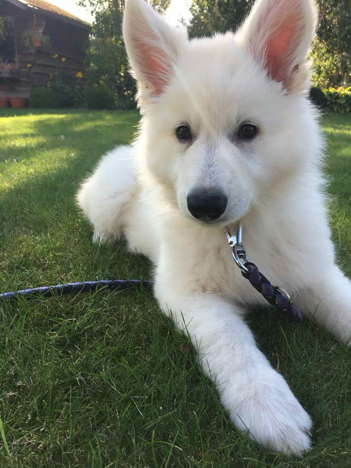 Coda als witte herderpup ligt in het gras