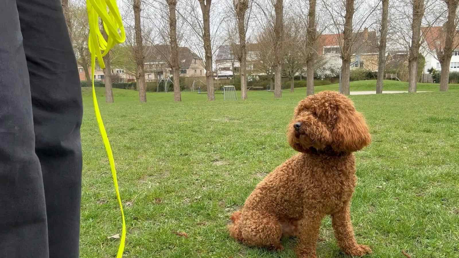 Amedee zit rustig in het park