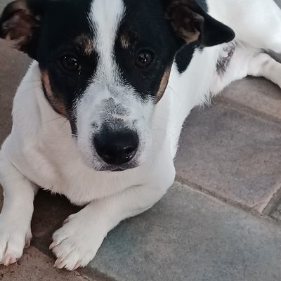 Jack