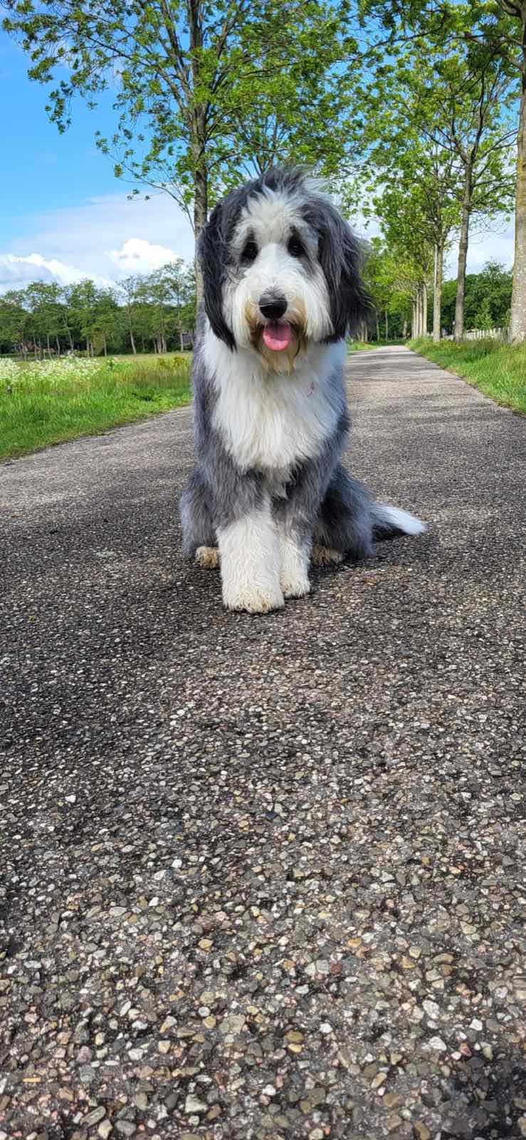 Finn