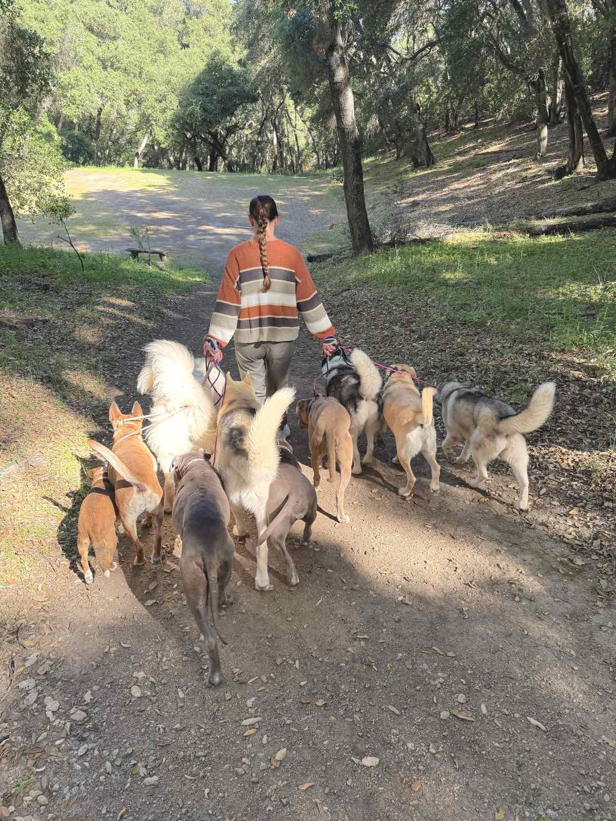 Annelies wandelt van ons weg door het bos, met een groep honden rond zich