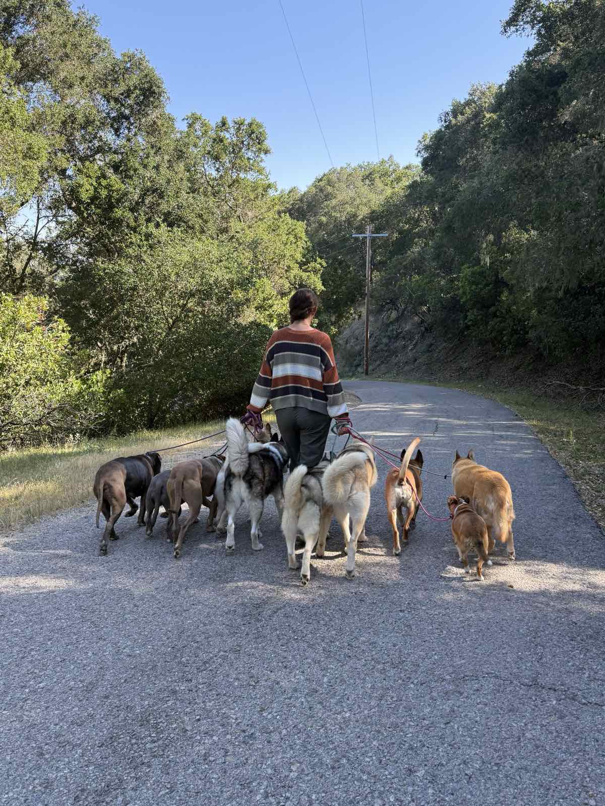 Annelies wandelt over een landweg met een groep honden rond zich