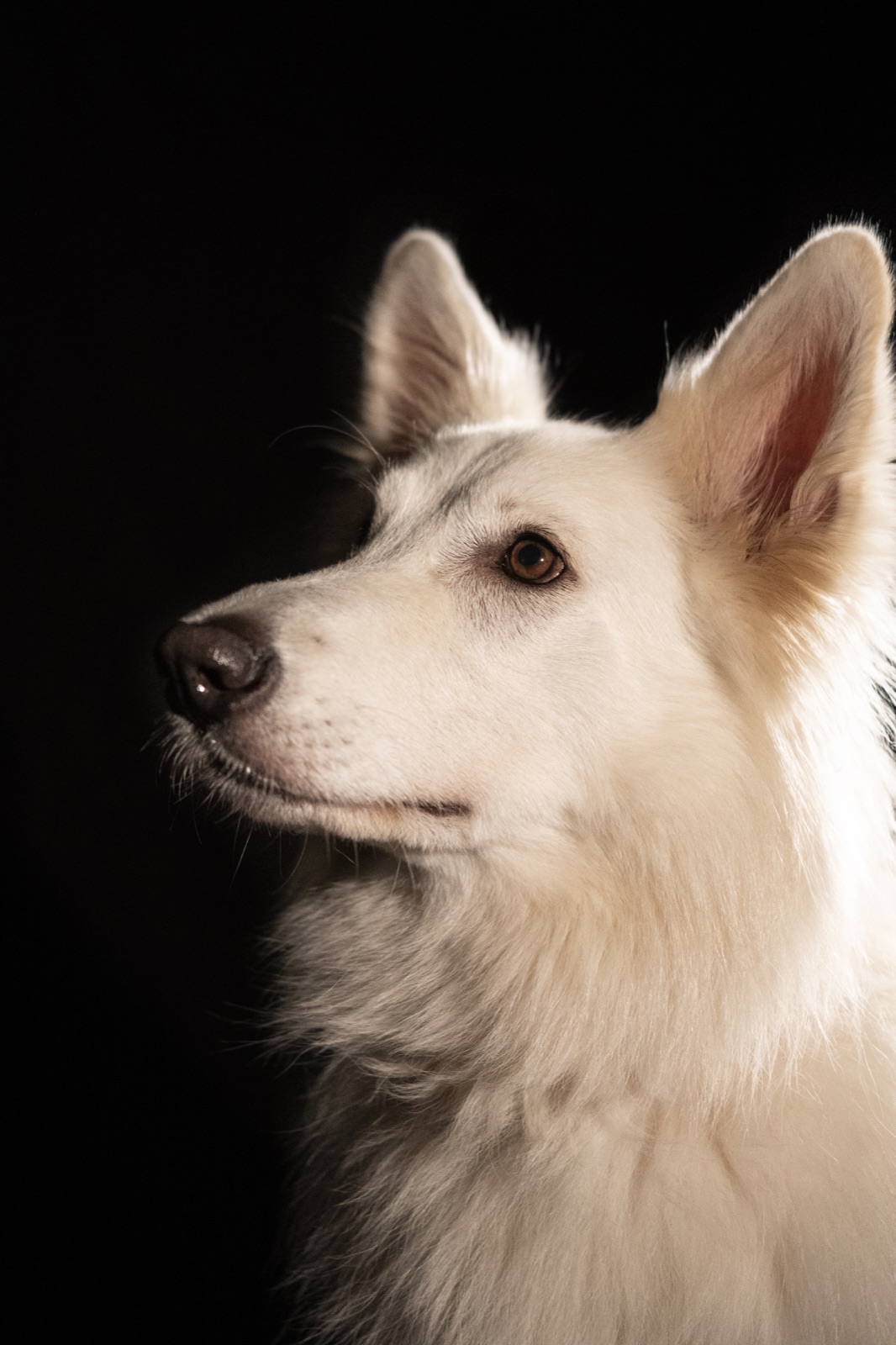 Portret van een witte herder met zachte, rustige blik