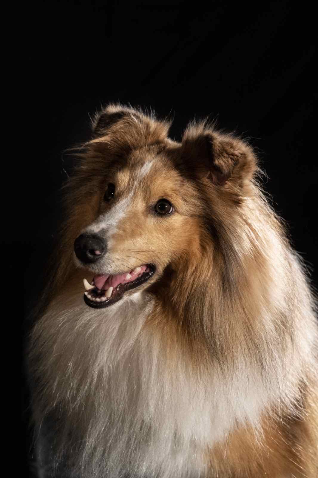 Een tevreden sheltie