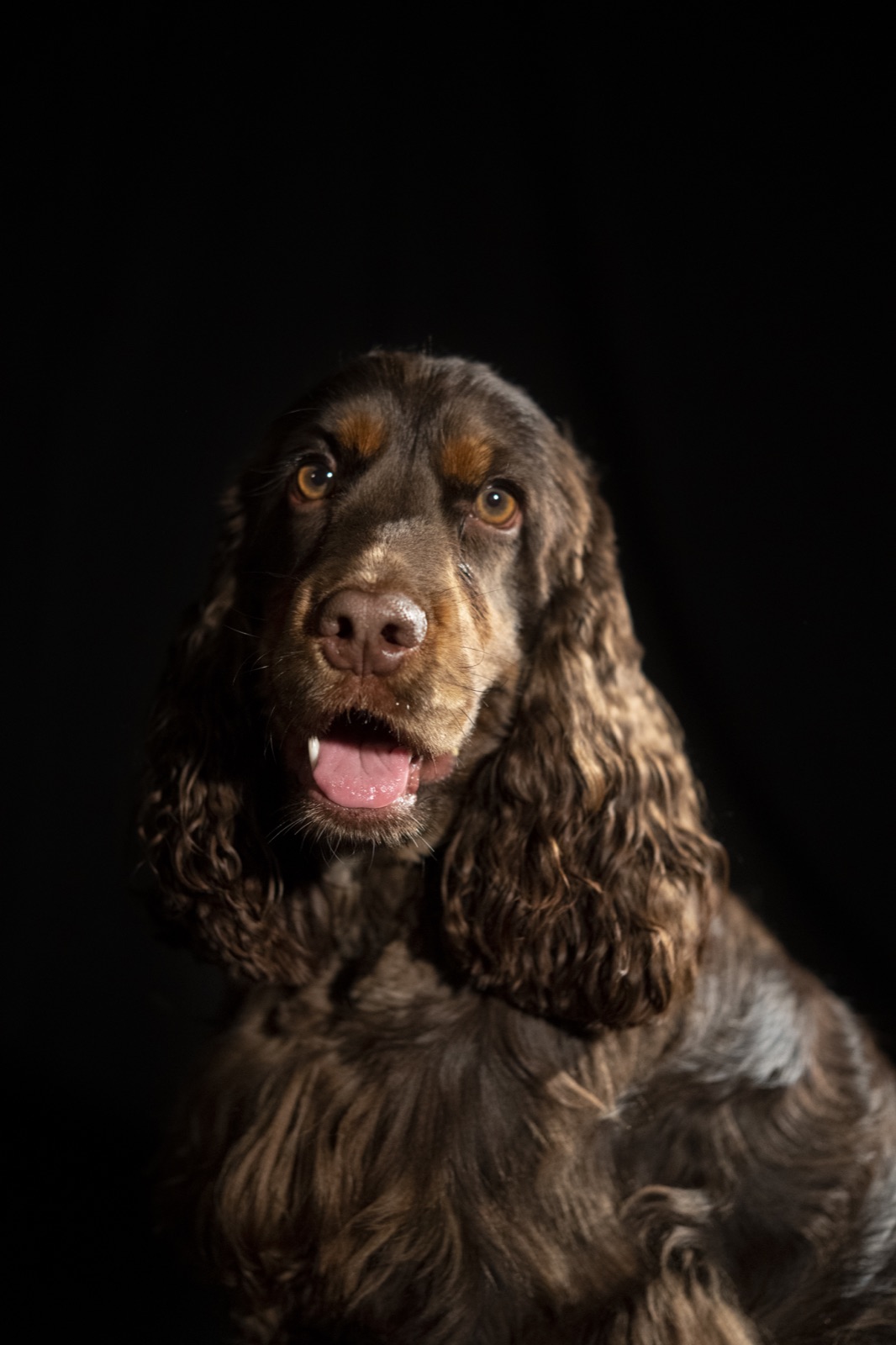Een blije cocker spaniël